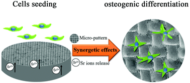 Graphical abstract: Synergetic topography and chemistry cues guiding osteogenic differentiation in bone marrow stromal cells through ERK1/2 and p38 MAPK signaling pathway