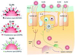 Graphical abstract: The effect of surface charge on oral absorption of polymeric nanoparticles