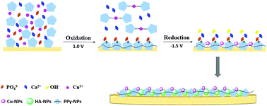 Graphical abstract: Multifunctional HA/Cu nano-coatings on titanium using PPy coordination and doping via pulse electrochemical polymerization