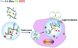 Graphical abstract: Light-triggered release of drug conjugates for an efficient combination of chemotherapy and photodynamic therapy