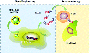 Graphical abstract: The synthesis of amphiphilic polyethyleneimine/calcium phosphate composites for bispecific T-cell engager based immunogene therapy