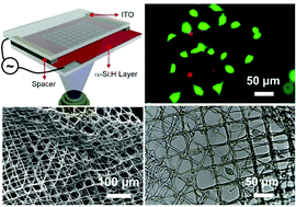 Graphical abstract: Visible light induced electropolymerization of suspended hydrogel bioscaffolds in a microfluidic chip