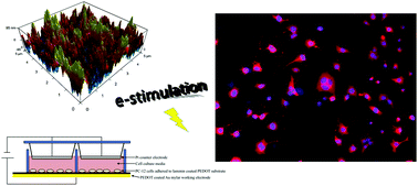 Graphical abstract: PEDOT doped with algal, mammalian and synthetic dopants: polymer properties, protein and cell interactions, and influence of electrical stimulation on neuronal cell differentiation