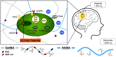 Graphical abstract: Hypoxia activates enhanced invasive potential and endogenous hyaluronic acid production by glioblastoma cells