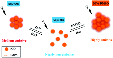 Graphical abstract: Aggregation-induced emission properties of hydrothermally synthesized Cu–In–S quantum dots