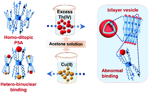 Graphical abstract: Unusual binding selectivity with non-selective homoditopic pillar[5]arene oxime: serendipitous discovery of a unique approach to heterobinuclear metalation in solution