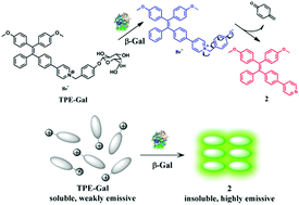 Graphical abstract: A selective and light-up fluorescent probe for β-galactosidase activity detection and imaging in living cells based on an AIE tetraphenylethylene derivative
