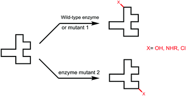 Graphical abstract: Enzymatic site-selectivity enabled by structure-guided directed evolution