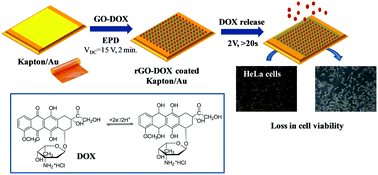Graphical abstract: Electrochemically stimulated drug release from flexible electrodes coated electrophoretically with doxorubicin loaded reduced graphene oxide