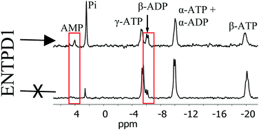 Graphical abstract: Defective ATP breakdown activity related to an ENTPD1 gene mutation demonstrated using 31P NMR spectroscopy