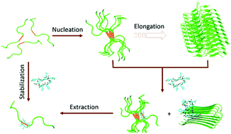 Graphical abstract: Stabilizing the monomeric amyloid-β peptide by tyrocidine A prevents and reverses amyloidogenesis without the accumulation of oligomers