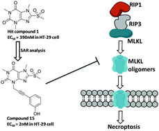 Graphical abstract: Discovery of a new class of highly potent necroptosis inhibitors targeting the mixed lineage kinase domain-like protein