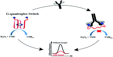 Graphical abstract: One-step colorimetric detection of an antibody based on protein-induced unfolding of a G-quadruplex switch