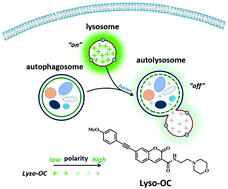 Graphical abstract: A two-photon fluorescent probe for real-time monitoring of autophagy by ultrasensitive detection of the change in lysosomal polarity
