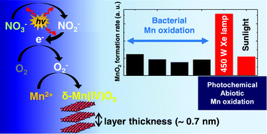 Graphical abstract: Photochemically assisted fast abiotic oxidation of manganese and formation of δ-MnO2 nanosheets in nitrate solution