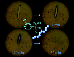 Graphical abstract: Boronic acid-modified alginate enables direct formation of injectable, self-healing and multistimuli-responsive hydrogels