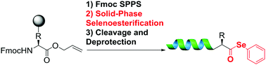 Graphical abstract: Solid-phase synthesis of peptide selenoesters via a side-chain anchoring strategy