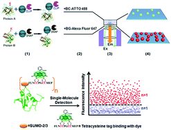 Graphical abstract: The strategies for identification and quantification of SUMOylation