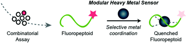 Graphical abstract: A modular platform to develop peptoid-based selective fluorescent metal sensors