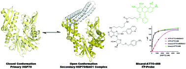 Graphical abstract: Targeting secondary protein complexes in drug discovery: studying the druggability and chemical biology of the HSP70/BAG1 complex