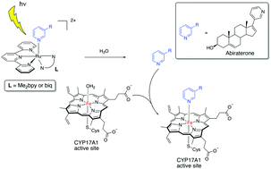 Graphical abstract: Illuminating cytochrome P450 binding: Ru(ii)-caged inhibitors of CYP17A1