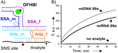 Graphical abstract: A universal split spinach aptamer (USSA) for nucleic acid analysis and DNA computation