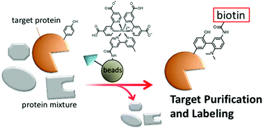 Graphical abstract: Selective purification and chemical labeling of a target protein on ruthenium photocatalyst-functionalized affinity beads