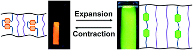 Graphical abstract: Chemomechanical-force-induced folding–unfolding directly controls distinct fluorescence dual-color switching