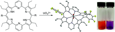 Graphical abstract: Synthesis and characterization of a dipyriamethyrin–uranyl complex