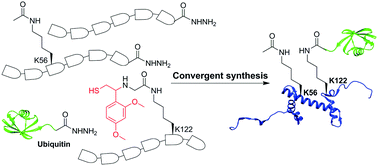 Graphical abstract: The convergent chemical synthesis of histone H3 protein for site-specific acetylation at Lys56 and ubiquitination at Lys122