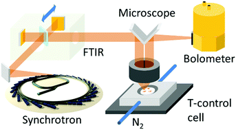 Graphical abstract: Tracking thermal-induced amorphization of a zeolitic imidazolate framework via synchrotron in situ far-infrared spectroscopy