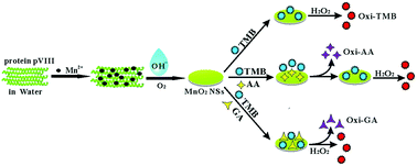 Graphical abstract: Phage capsid protein-directed MnO2 nanosheets with peroxidase-like activity for spectrometric biosensing and evaluation of antioxidant behaviour