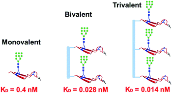 Graphical abstract: Synthetic multivalent V3 glycopeptides display enhanced recognition by glycan-dependent HIV-1 broadly neutralizing antibodies