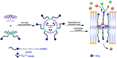 Graphical abstract: One-pot formation of hydrazide macrocycles with modified cavities: an example of pH-sensitive unimolecular cation channels