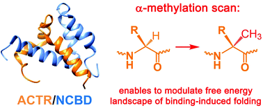 Graphical abstract: Dissecting mechanism of coupled folding and binding of an intrinsically disordered protein by chemical synthesis of conformationally constrained analogues