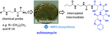 Graphical abstract: Novel chemical probes for the investigation of nonribosomal peptide assembly