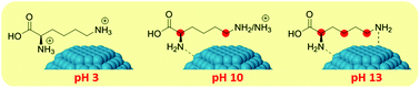 Graphical abstract: Monitoring of nanoparticle reactivity in solution: interaction of l-lysine and Ru nanoparticles probed by chemical shift perturbation parallels regioselective H/D exchange