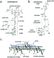 Graphical abstract: Inhibition of d-Ala incorporation into wall teichoic acid in Staphylococcus aureus by desleucyl-oritavancin