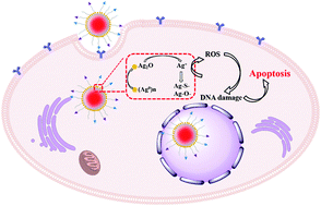 Graphical abstract: A multifunctional silver nanocomposite for the apoptosis of cancer cells and intracellular imaging