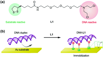 Graphical abstract: An alkylating immobilization linker for immunochemical epigenetic assessment