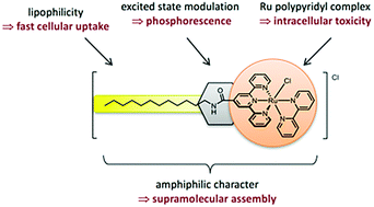 Graphical abstract: Turning on the red phosphorescence of a [Ru(tpy)(bpy)(Cl)]Cl complex by amide substitution: self-aggregation, toxicity, and cellular localization of an emissive ruthenium-based amphiphile