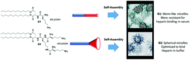 Graphical abstract: Morphological control of self-assembled multivalent (SAMul) heparin binding in highly competitive media