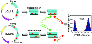 Graphical abstract: A co-expression strategy to achieve labeling of individual subunits within a dimeric protein for single molecule analysis