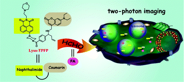 Graphical abstract: Two-photon imaging of formaldehyde in live cells and animals utilizing a lysosome-targetable and acidic pH-activatable fluorescent probe