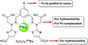 Graphical abstract: Investigation of a new “N2S2O2” chelating agent with high Po(iv) affinity