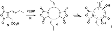 Graphical abstract: Genetic and chemical characterisation of the cornexistin pathway provides further insight into maleidride biosynthesis