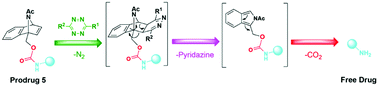 Graphical abstract: Rapid and efficient tetrazine-induced drug release from highly stable benzonorbornadiene derivatives