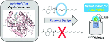 Graphical abstract: Structure-guided synthesis of a protein-based fluorescent sensor for alkyl halides