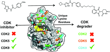 Graphical abstract: Chemically induced degradation of CDK9 by a proteolysis targeting chimera (PROTAC)