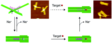 Graphical abstract: Allosteric control of nanomechanical DNA origami pinching devices for enhanced target binding